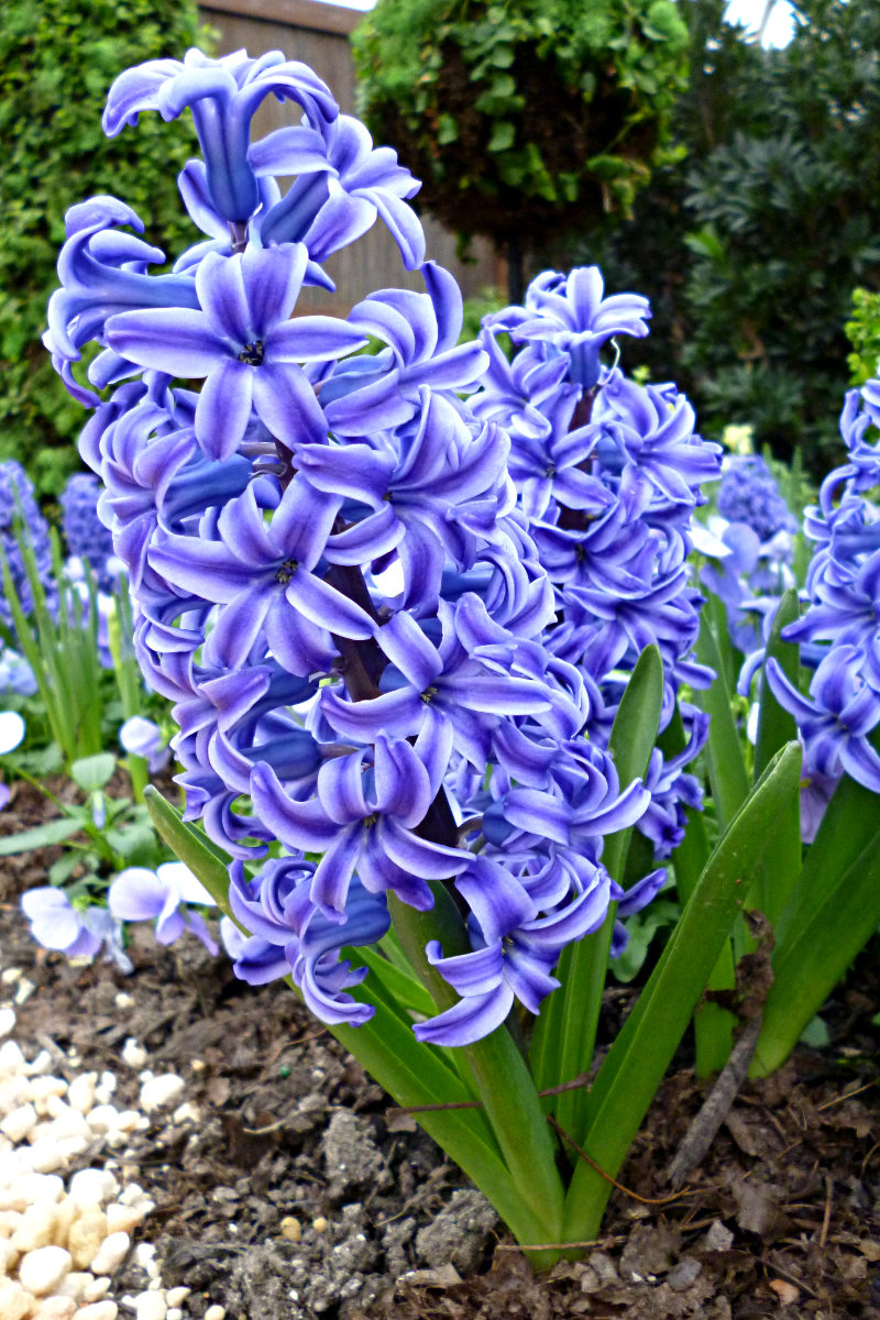 2012-03-12-Phipps-hyacinth-01
